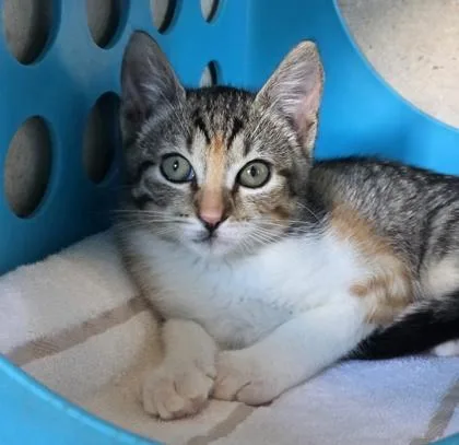 A baby small-sized female Domestic Short Hair cat named Bloom for adoption in Honolulu, HI