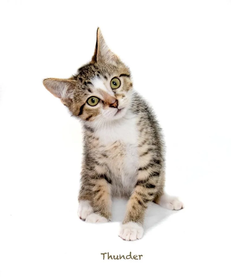 A baby small-sized male Domestic Short Hair cat named Thunder for adoption in Hot Springs Village, AR