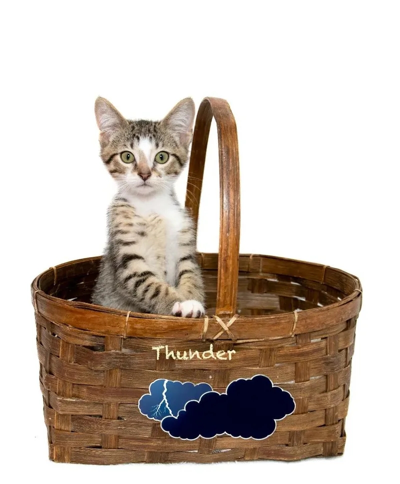Thunder thumbnail 2