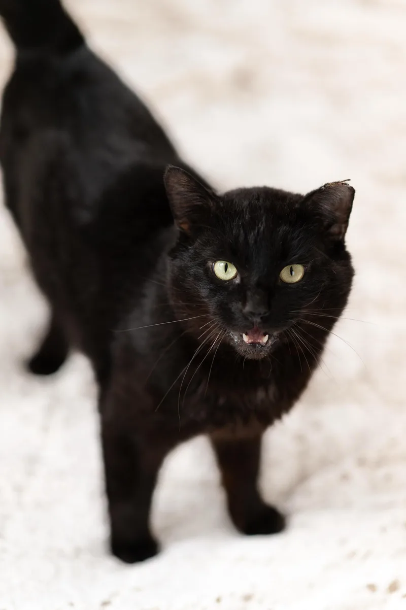 An adult large-sized male Black Domestic Short Hair cat named Calvin for adoption in Seattle, WA