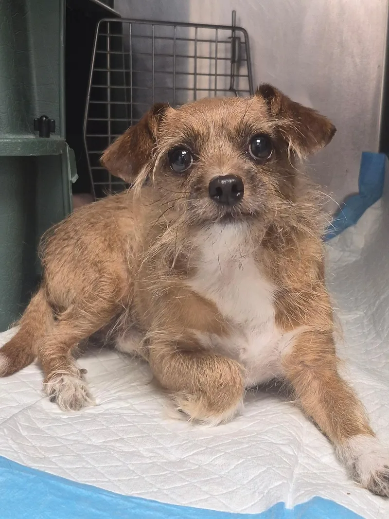A senior small-sized male Apricot / Beige Terrier dog named Napoleon for adoption in Grosse Pointe Park, MI