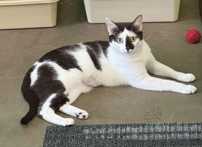 An adult medium-sized female Black & White / Tuxedo Domestic Short Hair cat named Pippin for adoption in Cary, NC
