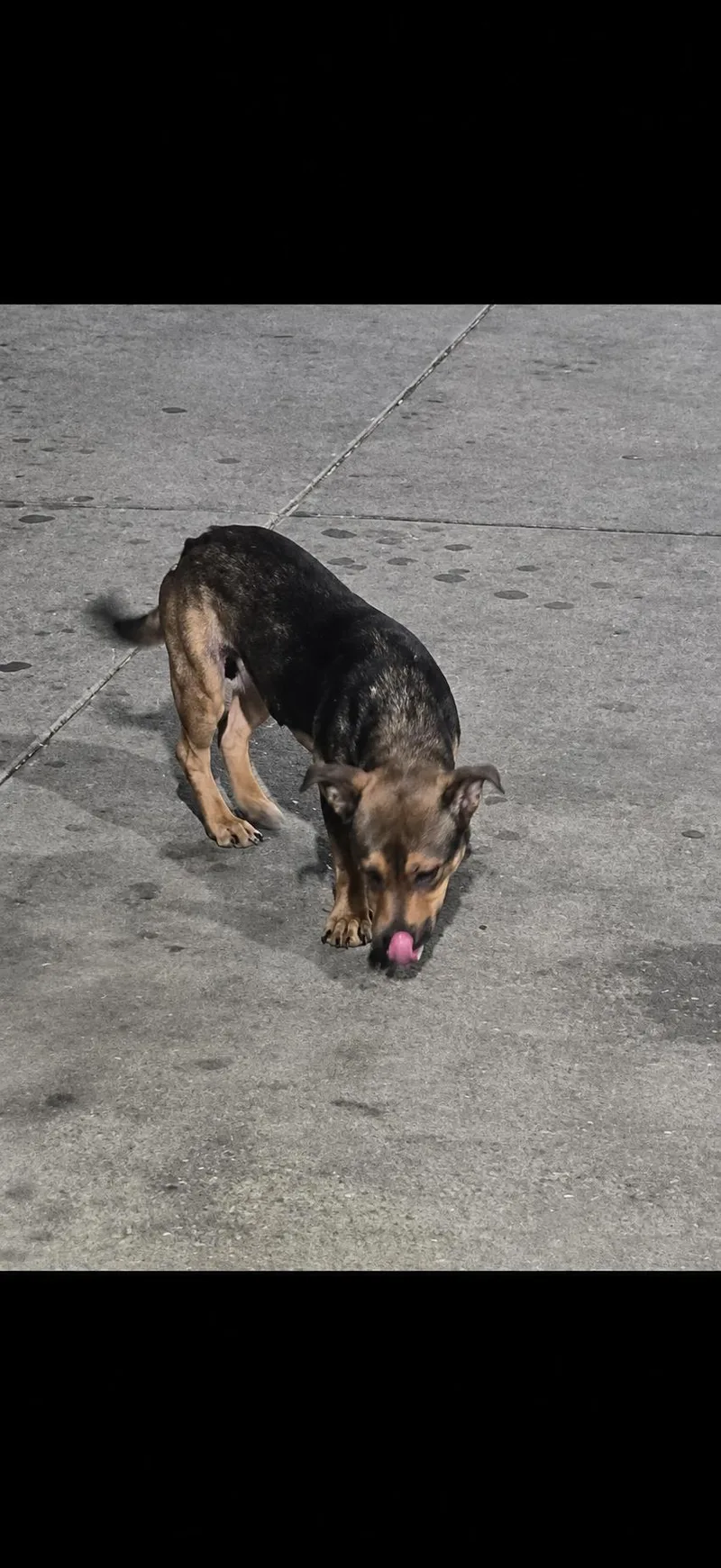 A young small-sized male Australian Kelpie dog named Reeses for adoption in Dallas, TX