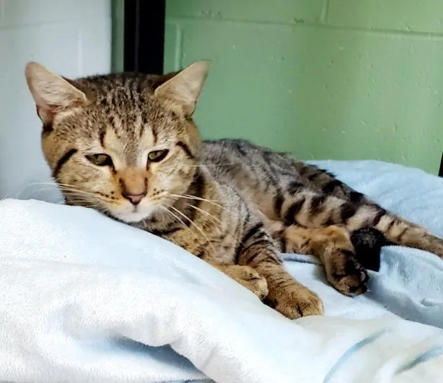 An adult medium-sized male Domestic Short Hair cat named Sir for adoption in Bloomington, IN