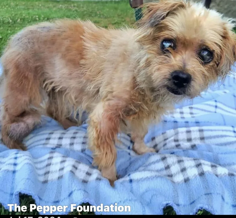 A senior small-sized male Brussels Griffon dog named Benjamin Button for adoption in Studio City, CA