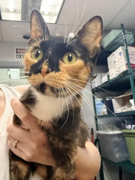 An adult small-sized female Domestic Short Hair cat named Momma Mocha for adoption in Salisbury, MD