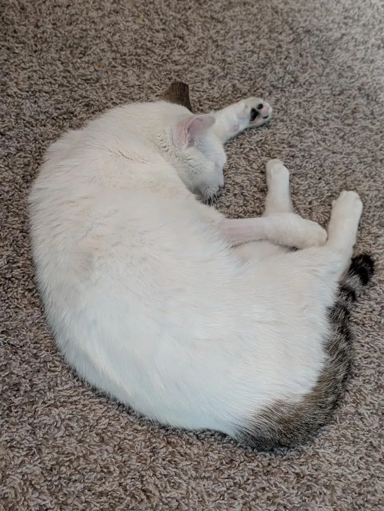 An adult medium-sized female Domestic Short Hair cat named Shayna for adoption in San Antonio, TX