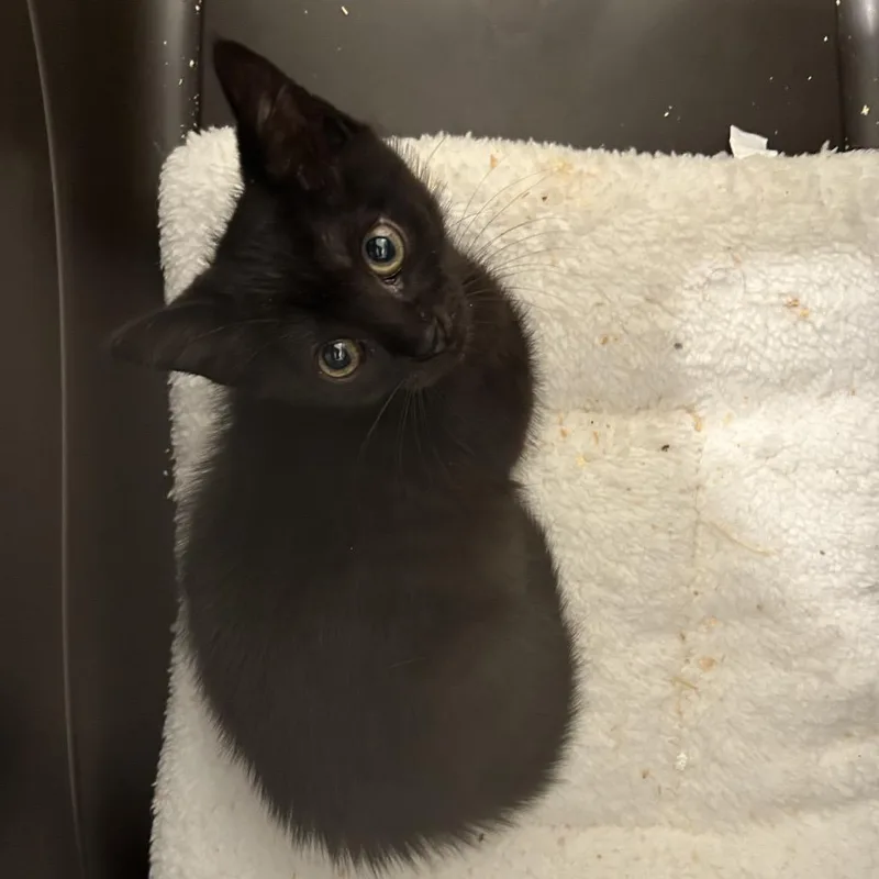 A baby small-sized female Black Domestic Short Hair cat named Snickers for adoption in Tustin, CA