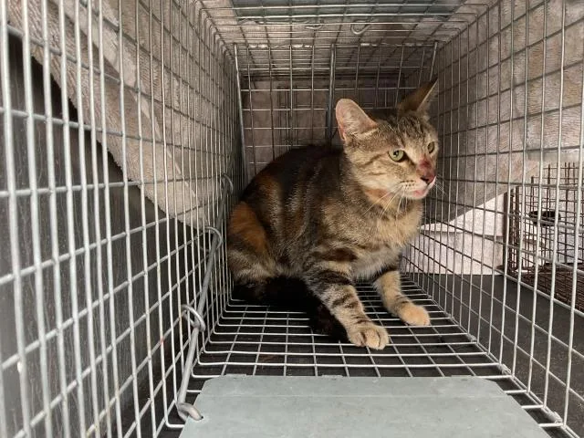 An adult medium-sized female Domestic Short Hair cat named Bella for adoption in Ontario, CA