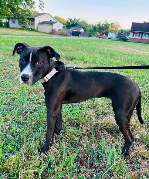 A baby medium-sized female Tricolor (Brown, Black, & White) Mixed Breed dog named Skyy for adoption in Milton, DE