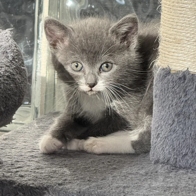 A baby medium-sized female Gray & White Domestic Short Hair cat named Nomad for adoption in Milwaukee, WI