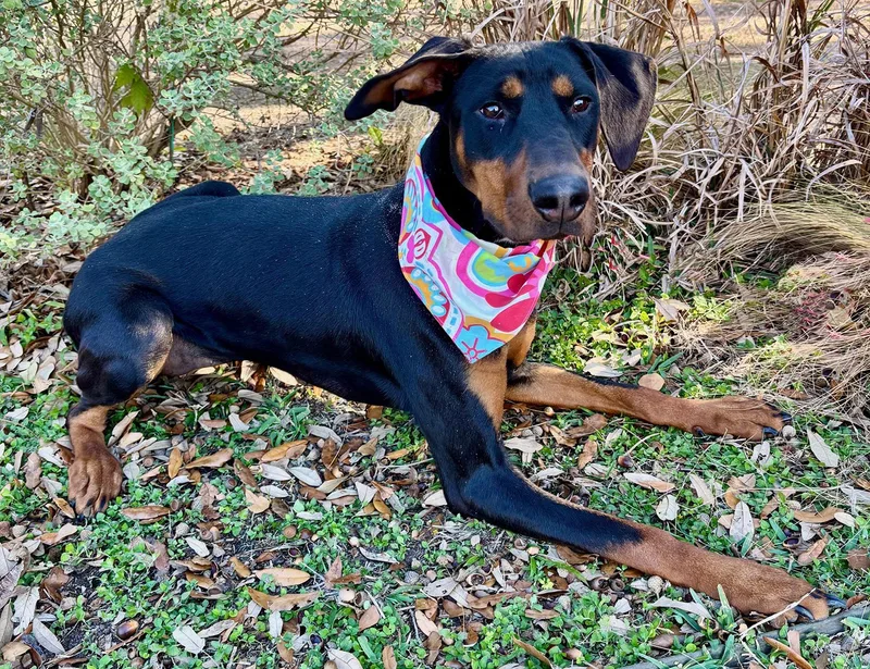 Piper  Such A thumbnail 3