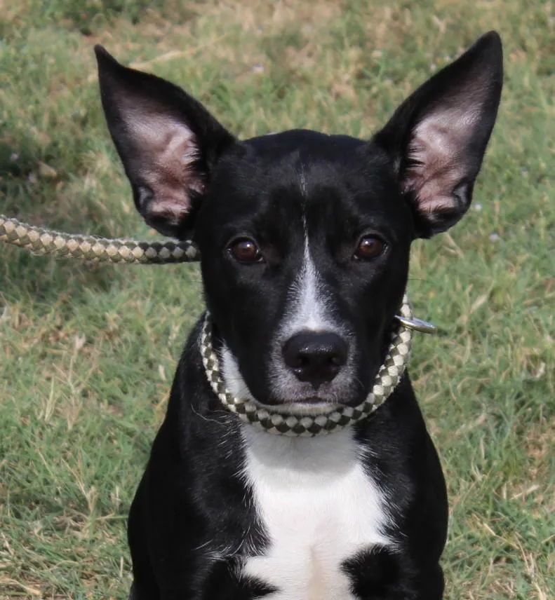 A baby medium-sized male Black Shepherd dog named Stanley for adoption in Claremore, OK