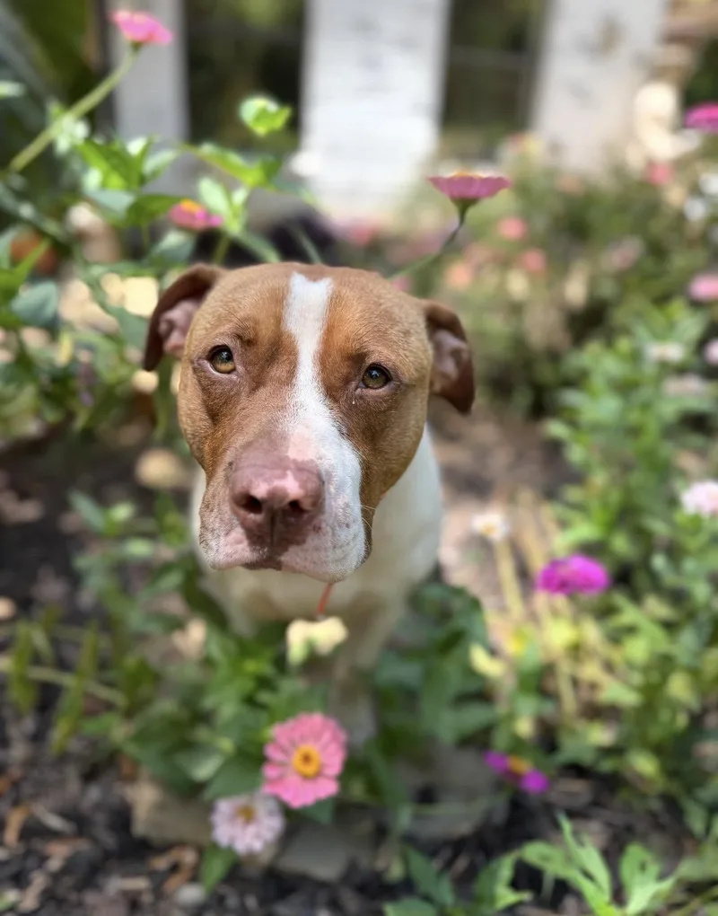 An adult medium-sized female Pit Bull Terrier dog named Wish for adoption in Jacksonville, TX