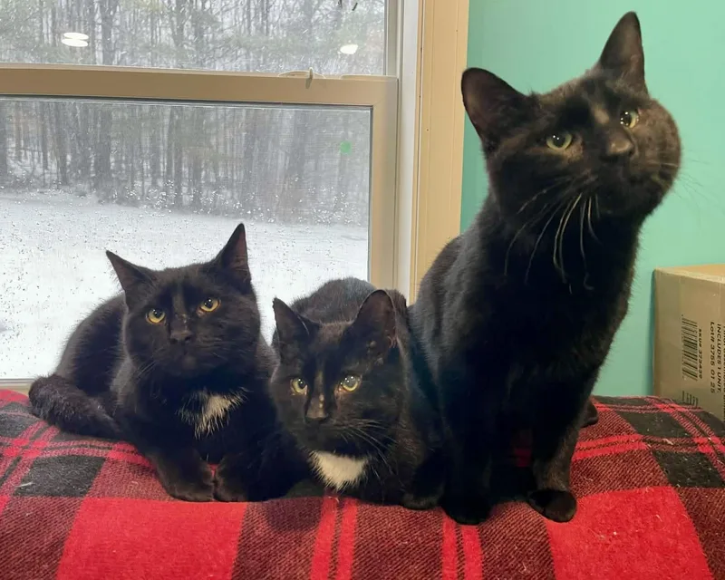 Dasher & Prancer thumbnail 2