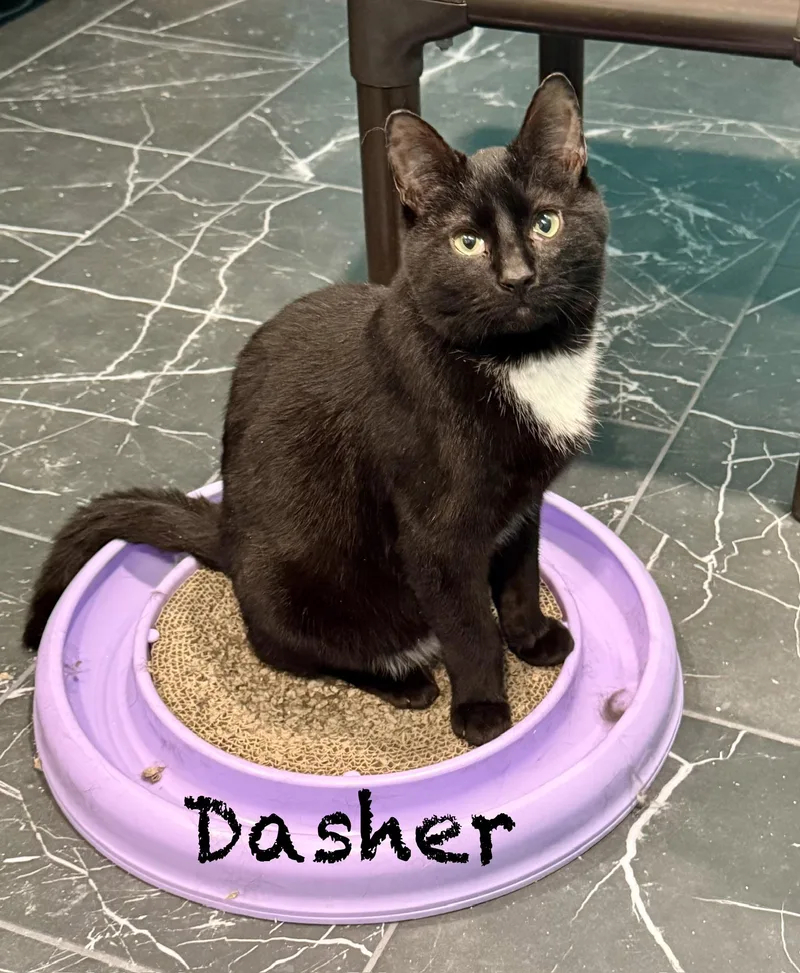 Dasher & Prancer thumbnail 4