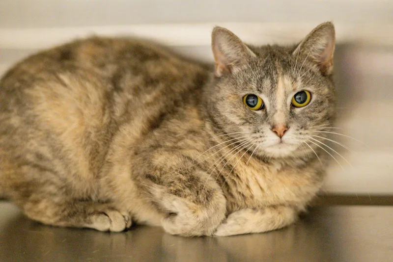 An adult medium-sized male Domestic Short Hair cat named Clawdia for adoption in Hilton Head Island, SC