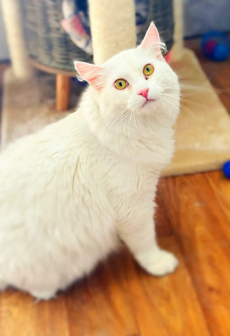 An adult extra large-sized male White Turkish Angora cat named Lemon for adoption in St. George, UT