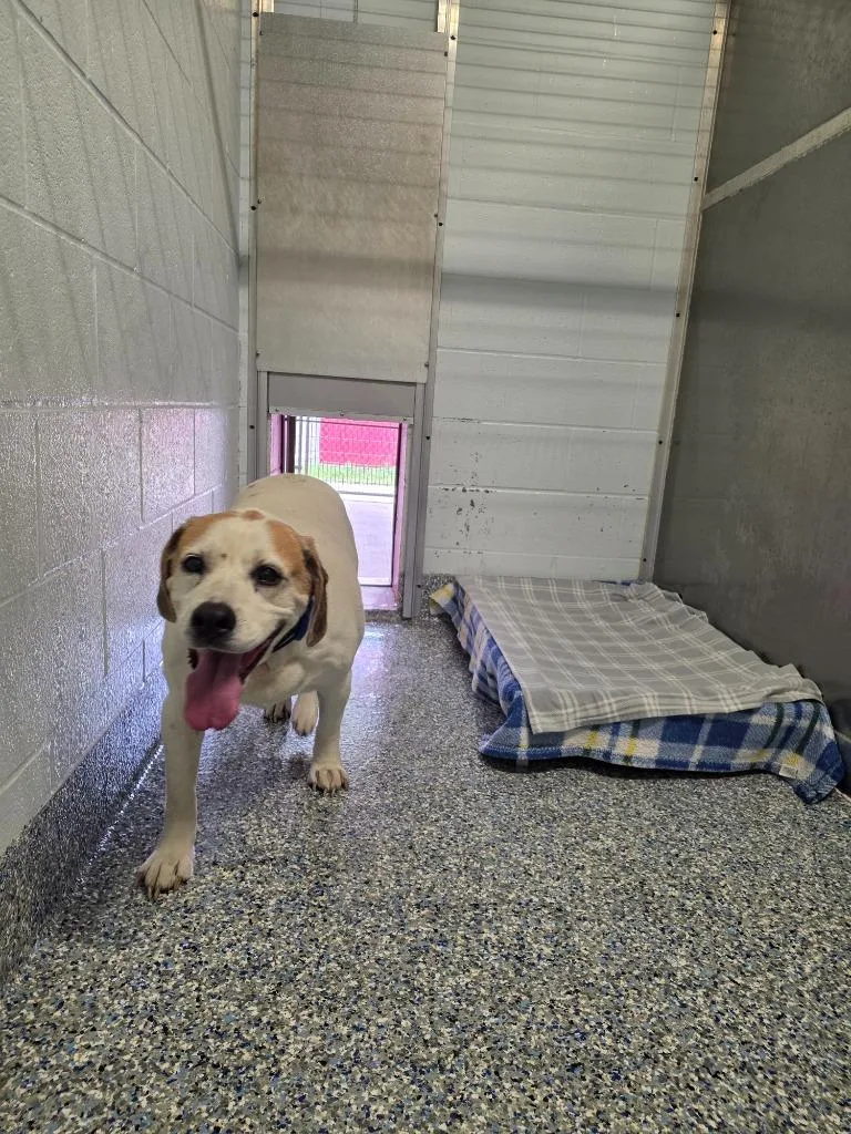 A senior extra large-sized male English Bulldog dog named Buddy for adoption in Angola, IN