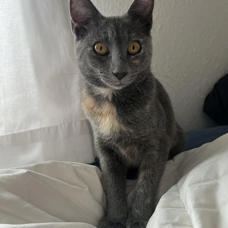 A baby medium-sized female Dilute Tortoiseshell Domestic Short Hair cat named Smidge for adoption in Jacksonville, FL