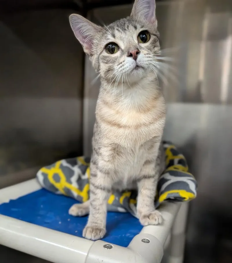A baby medium-sized female Domestic Short Hair cat named Perdita for adoption in Battle Creek, MI