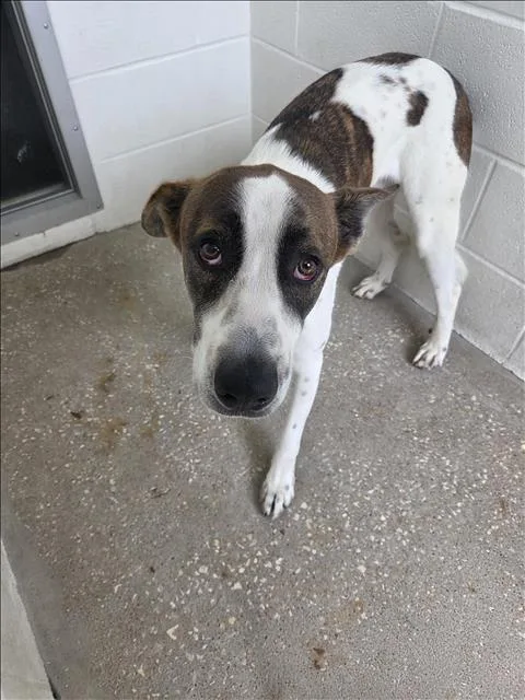 A young large-sized male Boxer dog named Max for adoption in Houston, TX