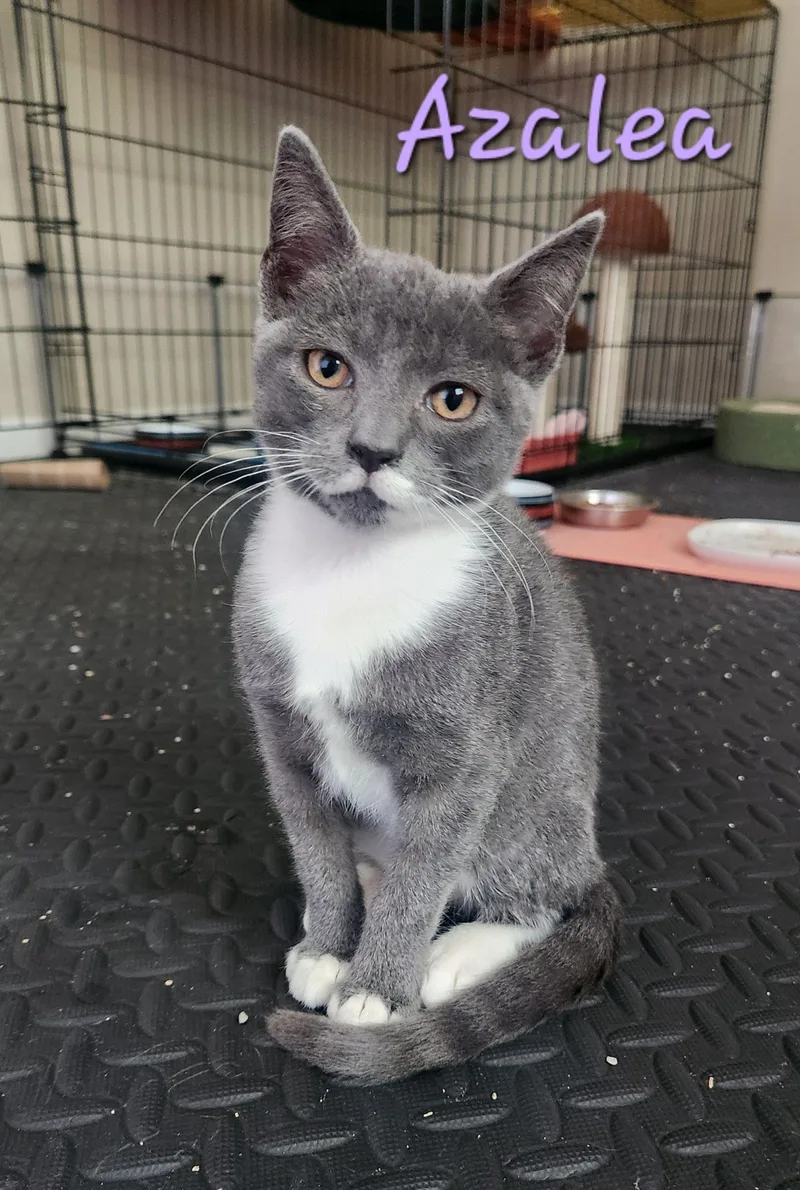A young small-sized female Domestic Short Hair cat named Azalea for adoption in Seven Valleys, PA