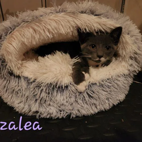 Azalea thumbnail 2