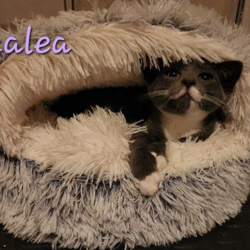 Azalea thumbnail 3