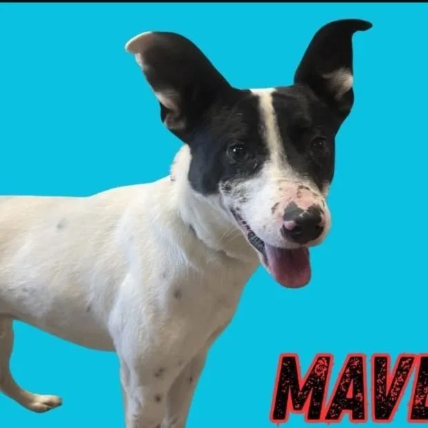 An adult small-sized male Black Jack Russell Terrier dog named Maverick for adoption in Fairfax Station, VA