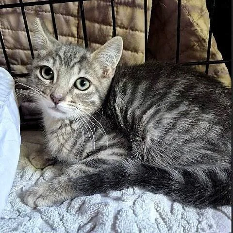 Thomas