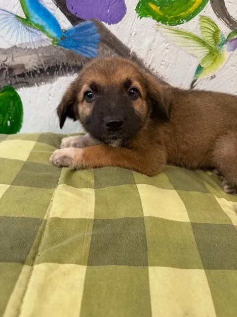 A baby medium-sized male Mixed Breed dog named Runt for adoption in Brookhaven, MS