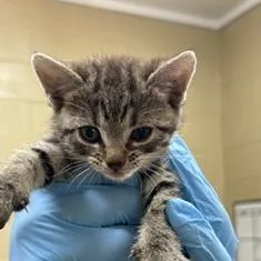A baby small-sized male Gray / Blue / Silver Domestic Short Hair cat named Splish for adoption in Lucedale, MS
