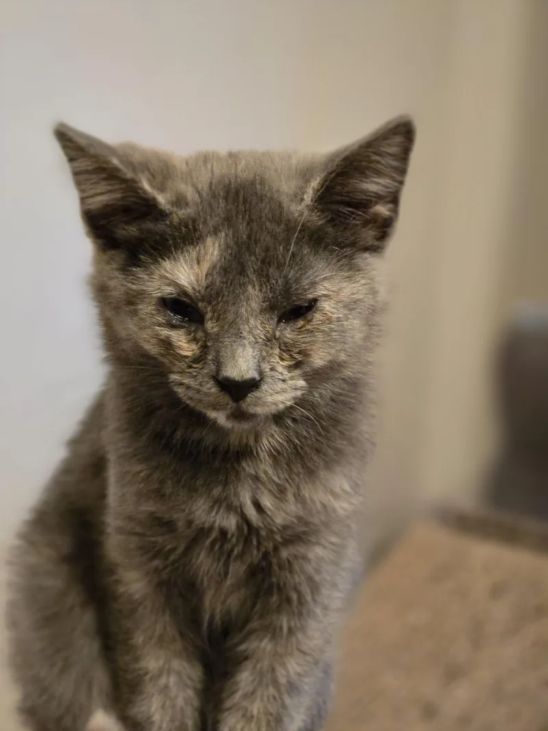 A baby small-sized female Domestic Short Hair cat named Hericane for adoption in Bethel Park, PA