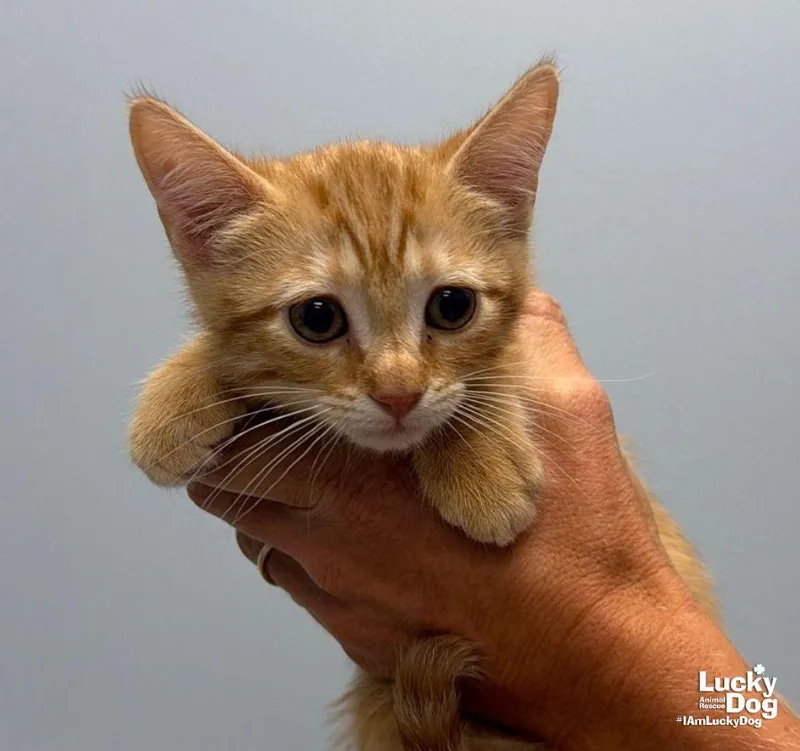 A baby medium-sized female Orange / Red Domestic Short Hair cat named Happy for adoption in Washington, DC