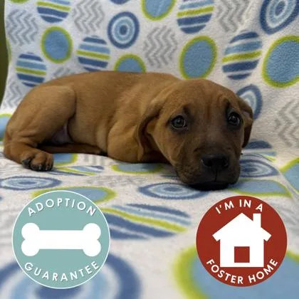 A baby medium-sized male Mixed Breed dog named Crew for adoption in Janesville, WI