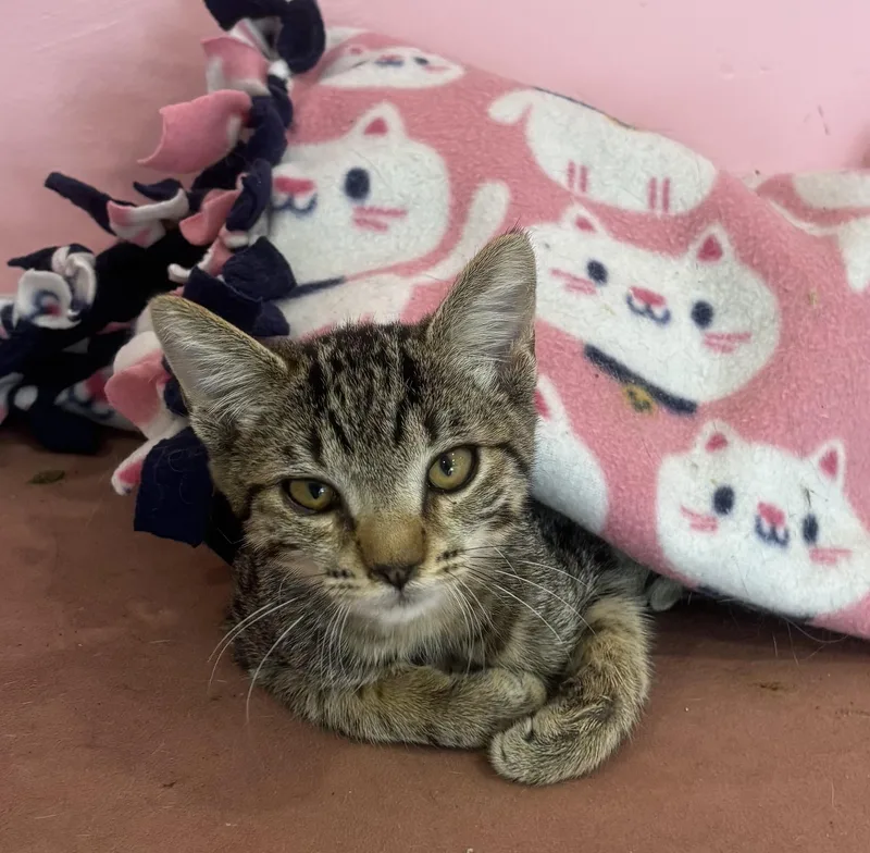 A young small-sized female Tabby (Gray / Blue / Silver) Domestic Short Hair cat named Tokyo for adoption in Whittier, CA