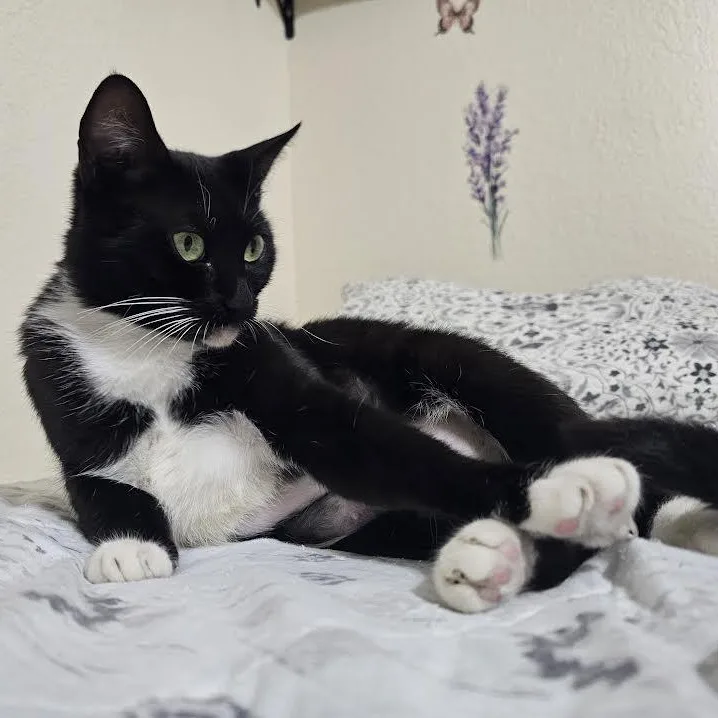 Chiquita Aka Tiny