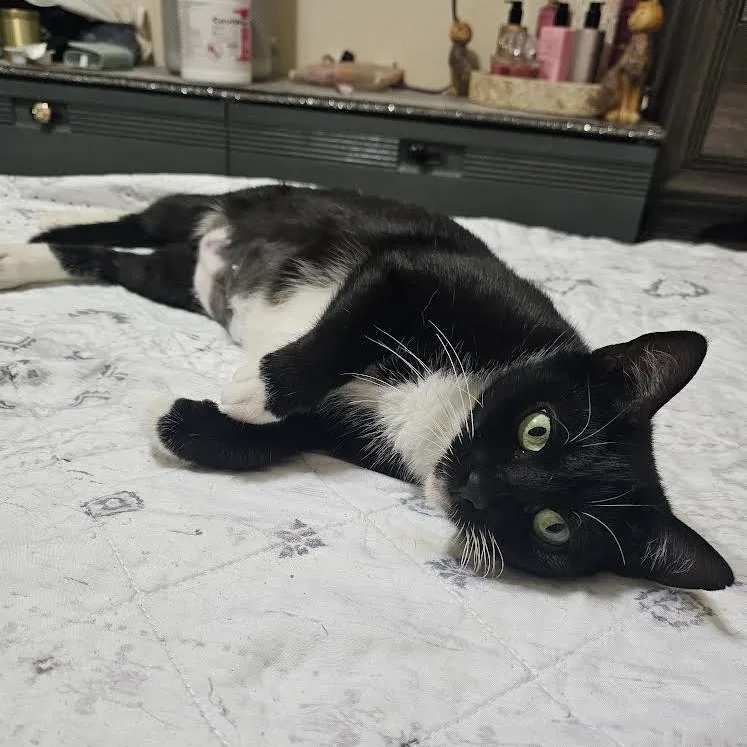 Chiquita Aka Tiny thumbnail 2