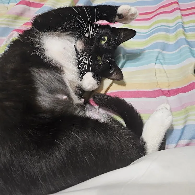 Chiquita Aka Tiny thumbnail 3