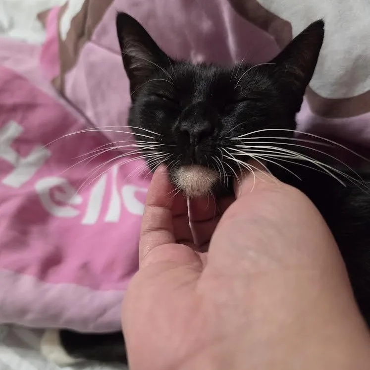 Chiquita Aka Tiny thumbnail 4