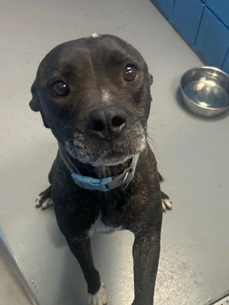 An adult medium-sized female Pit Bull Terrier dog named 26-1126 for adoption in Hartsville, SC