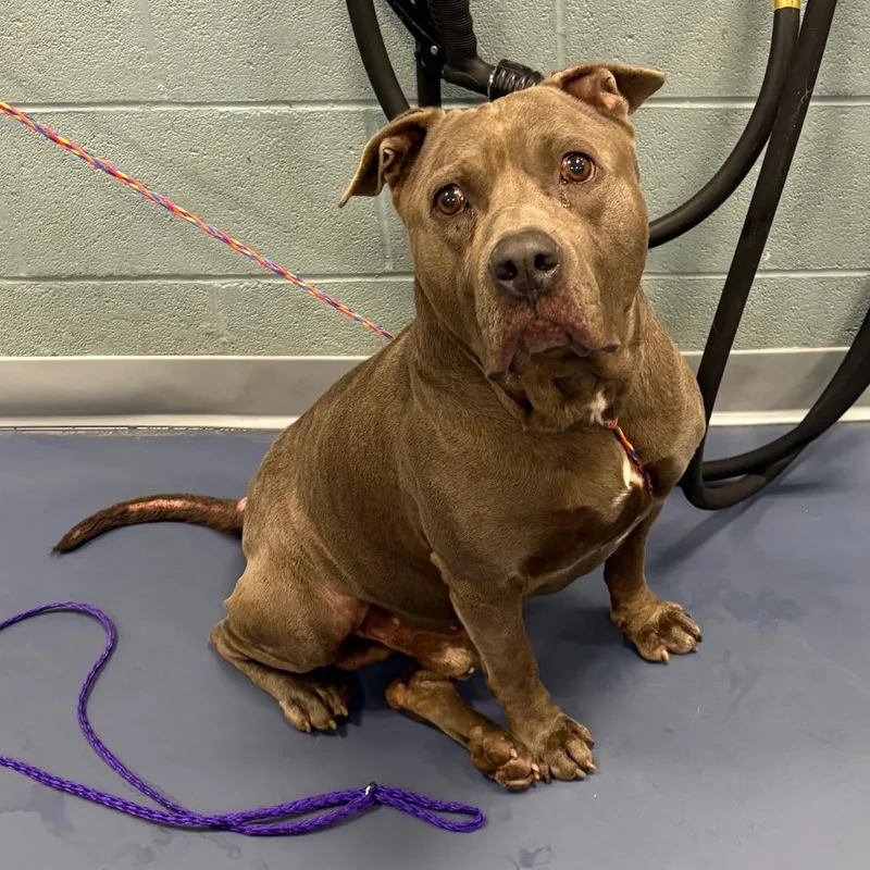 An adult large-sized male Brindle Pit Bull Terrier dog named Glen for adoption in Greensboro, NC
