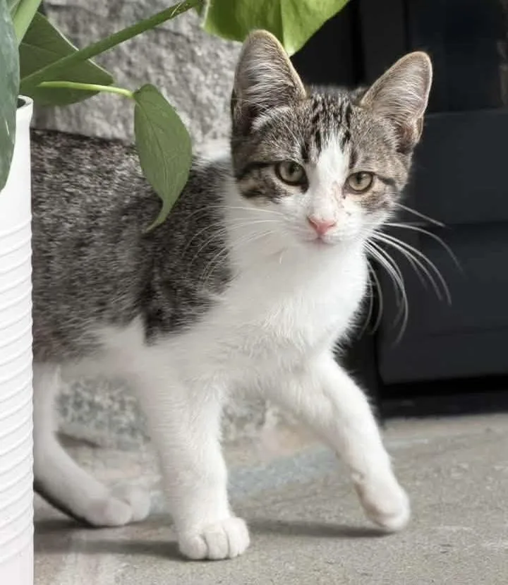 A baby medium-sized male Tabby (Tiger Striped) Domestic Short Hair cat named Koda for adoption in Breinigsville, PA