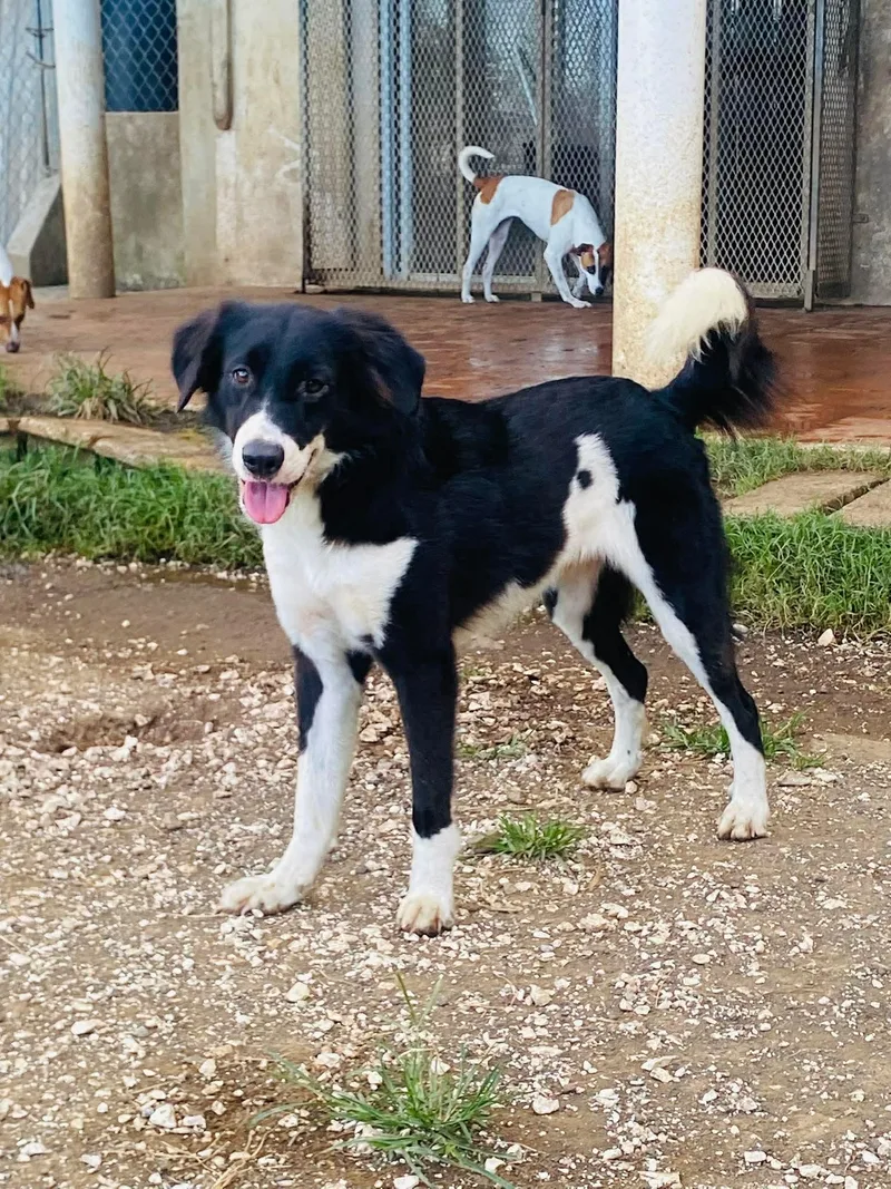 An adult medium-sized male Black Bearded Collie dog named Nike for adoption in Milford, NH