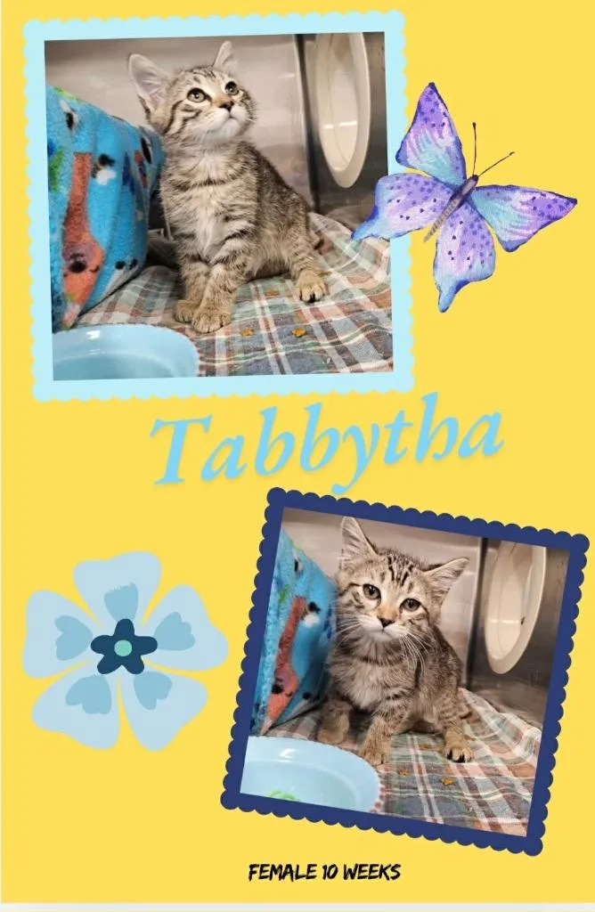 A baby small-sized female Domestic Short Hair cat named Tabbytha for adoption in Blountville, TN