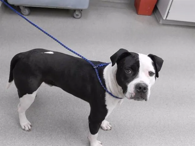 A young large-sized male Boxer dog named Twerch for adoption in Omaha, NE