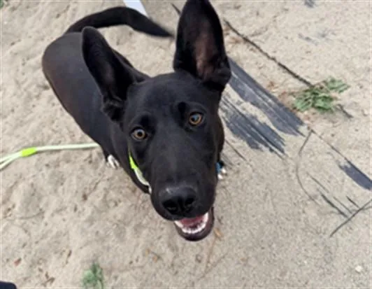 A young small-sized male Labrador Retriever dog named Skipper for adoption in Salinas, CA