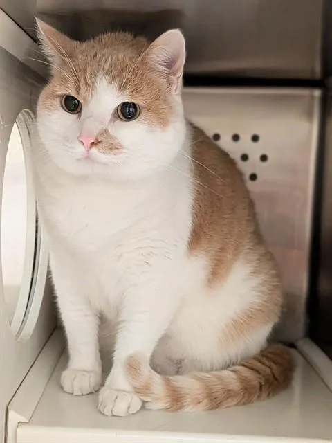 Nacho