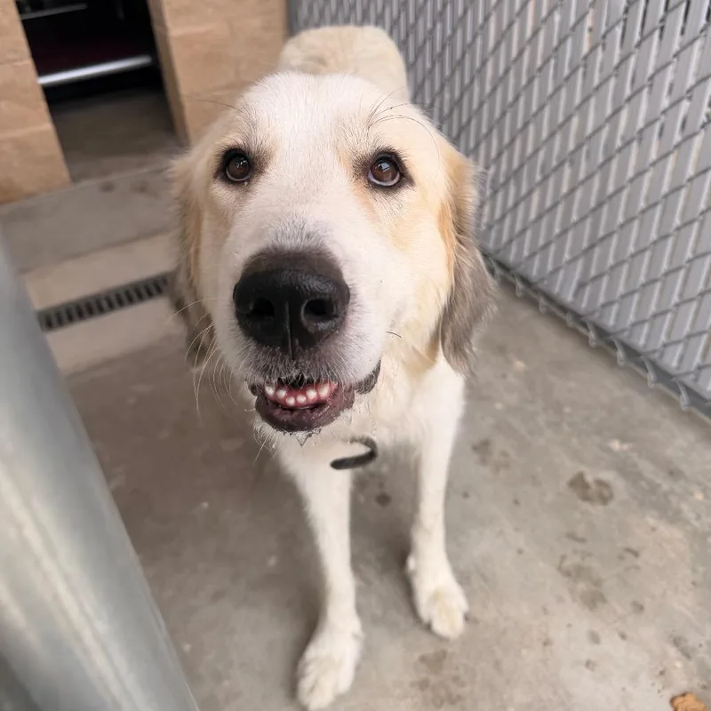 An adult extra large-sized female White / Cream Great Pyrenees dog named Lyndall for adoption in Sand Springs, OK
